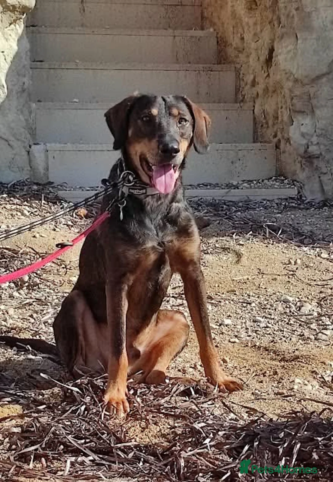 Mixed Breed dogs for adoption: Argos the true gent  - Advert 9