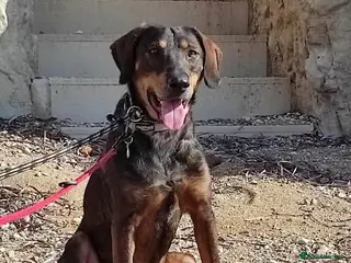 Mixed Breed dogs Argos the true gent with cats - Advert 14