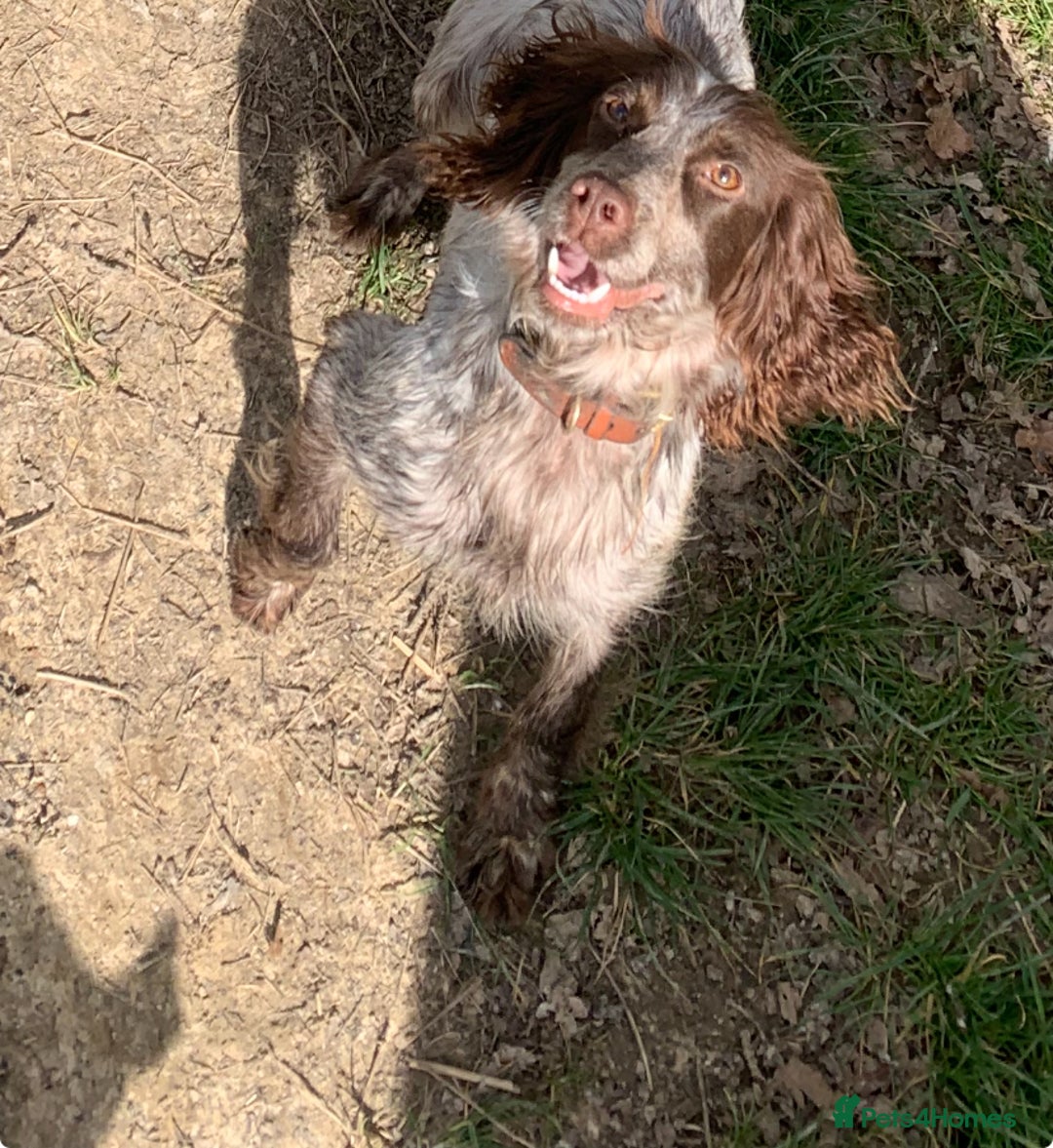 Cocker Spaniel dogs for sale: Beautiful cocker spaniels  - Image 13