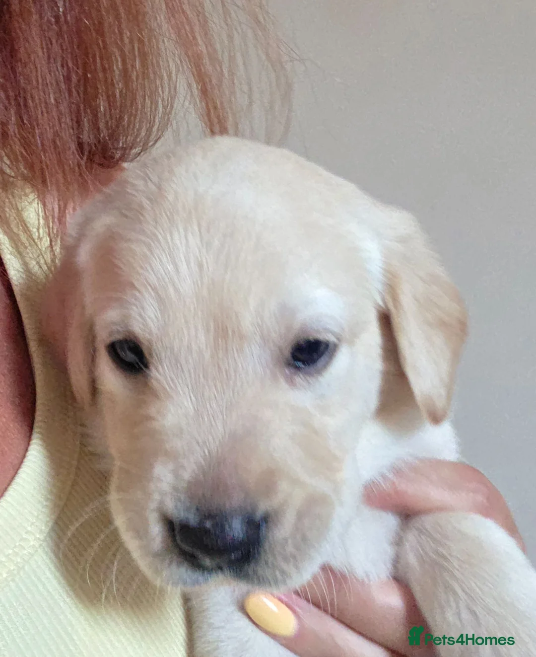 Goldador dogs for sale: 2 stunning Goldador male pups in Wigan - Advert 3