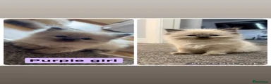 Ragdoll Kitten 4