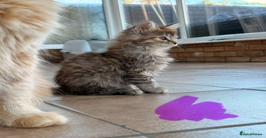 Maine Coon cats - Advert 12