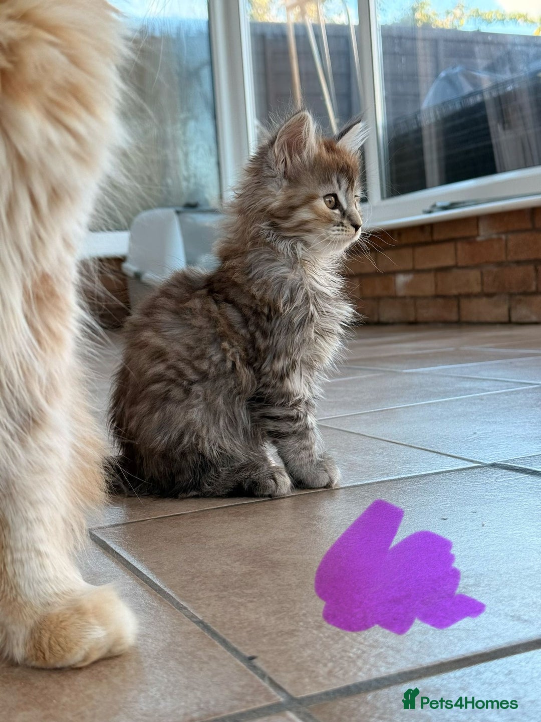 Maine Coon cats for sale: 🐾 Maine Coon Kittens X needing forever home 🐾 - Image 3