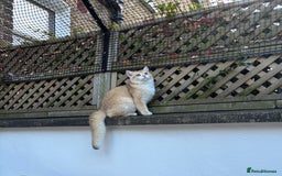 British Shorthair cats for sale:  Golden British Shorthair kittens  in London - Image 9