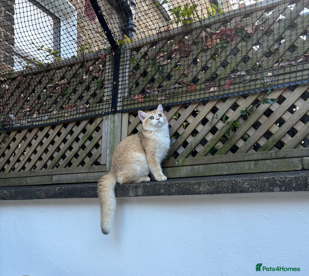 British Shorthair cats for sale:  Golden British Shorthair kittens  in London - Image 9