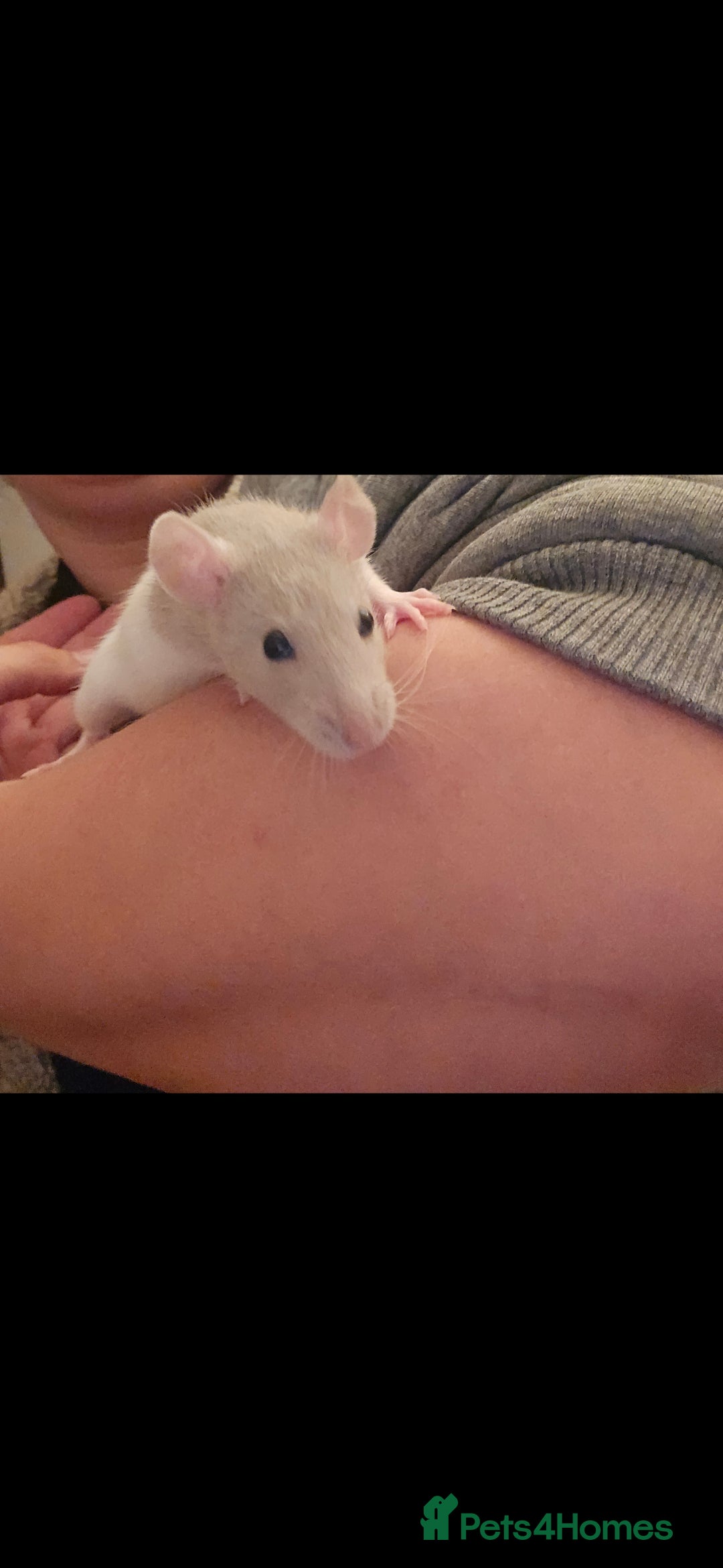 Rat rodents for sale: 10 girls and 11 boys available  - Advert 2