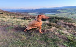 Hungarian Vizsla dogs for sale: Hungarian Vizsla Puppies 5th Generation Pedigree - Image 13