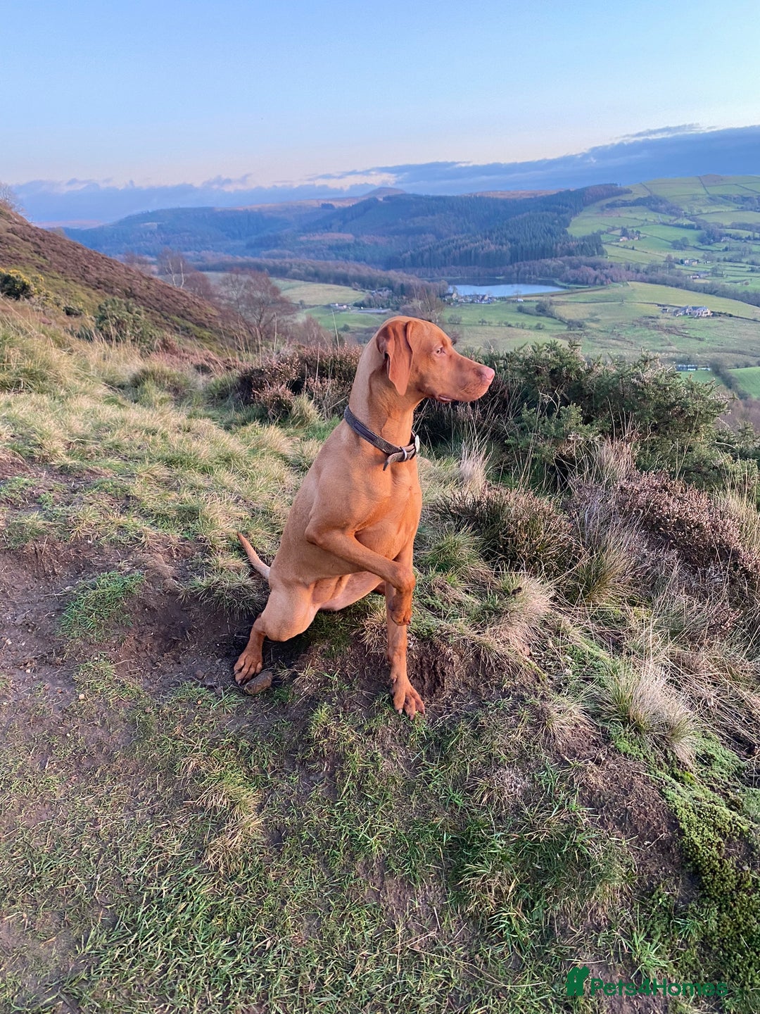 Hungarian Vizsla dogs for sale: Hungarian Vizsla Puppies 5th Generation Pedigree - Image 13