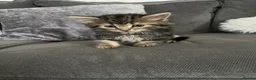 Mixed Breed cats for sale: 5 cute kittens for sale 🐾🐾🥹 - Advert 3