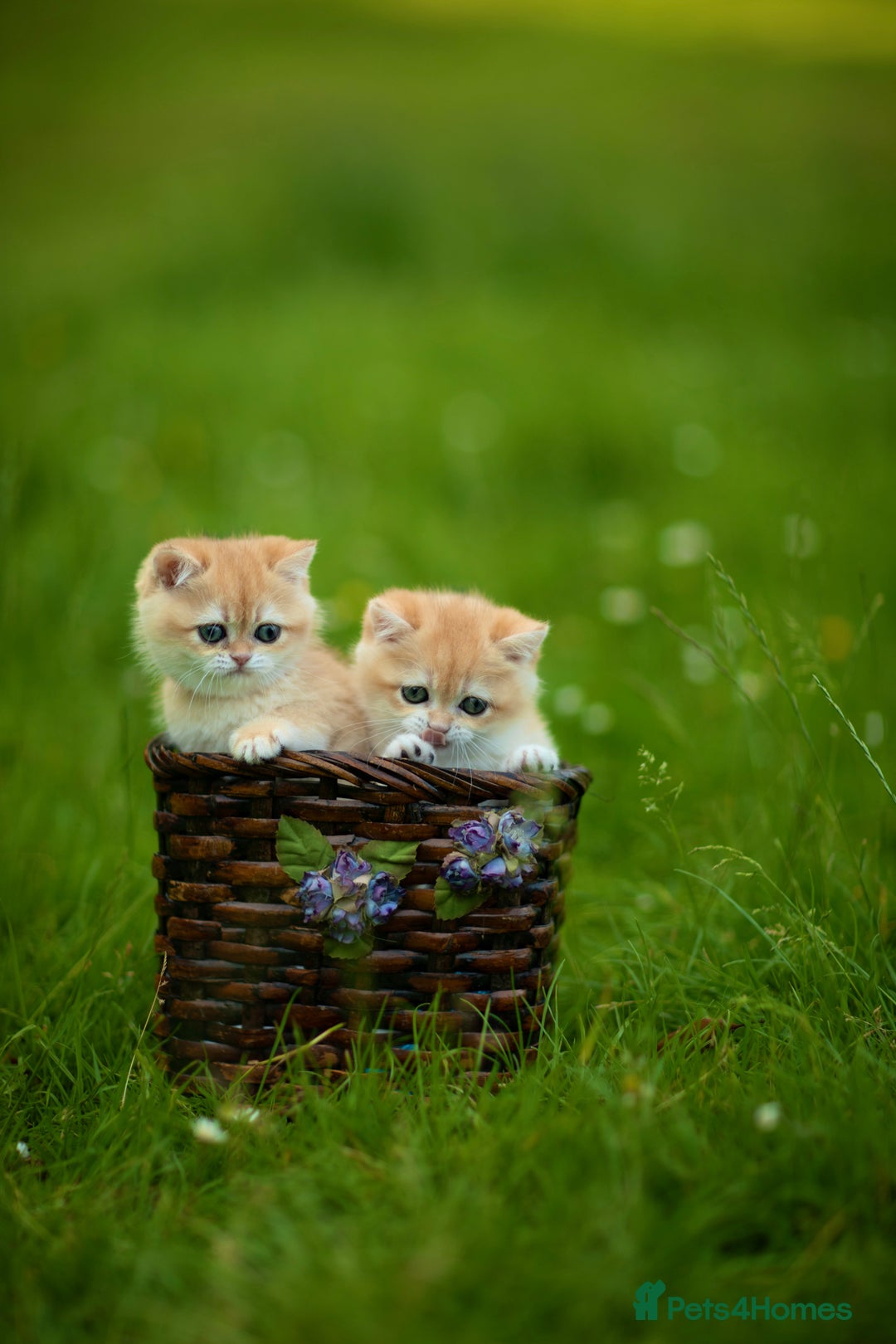 British Shorthair cats for sale: 🔥Exceptional GCCF pedigree golden BSH - Image 12