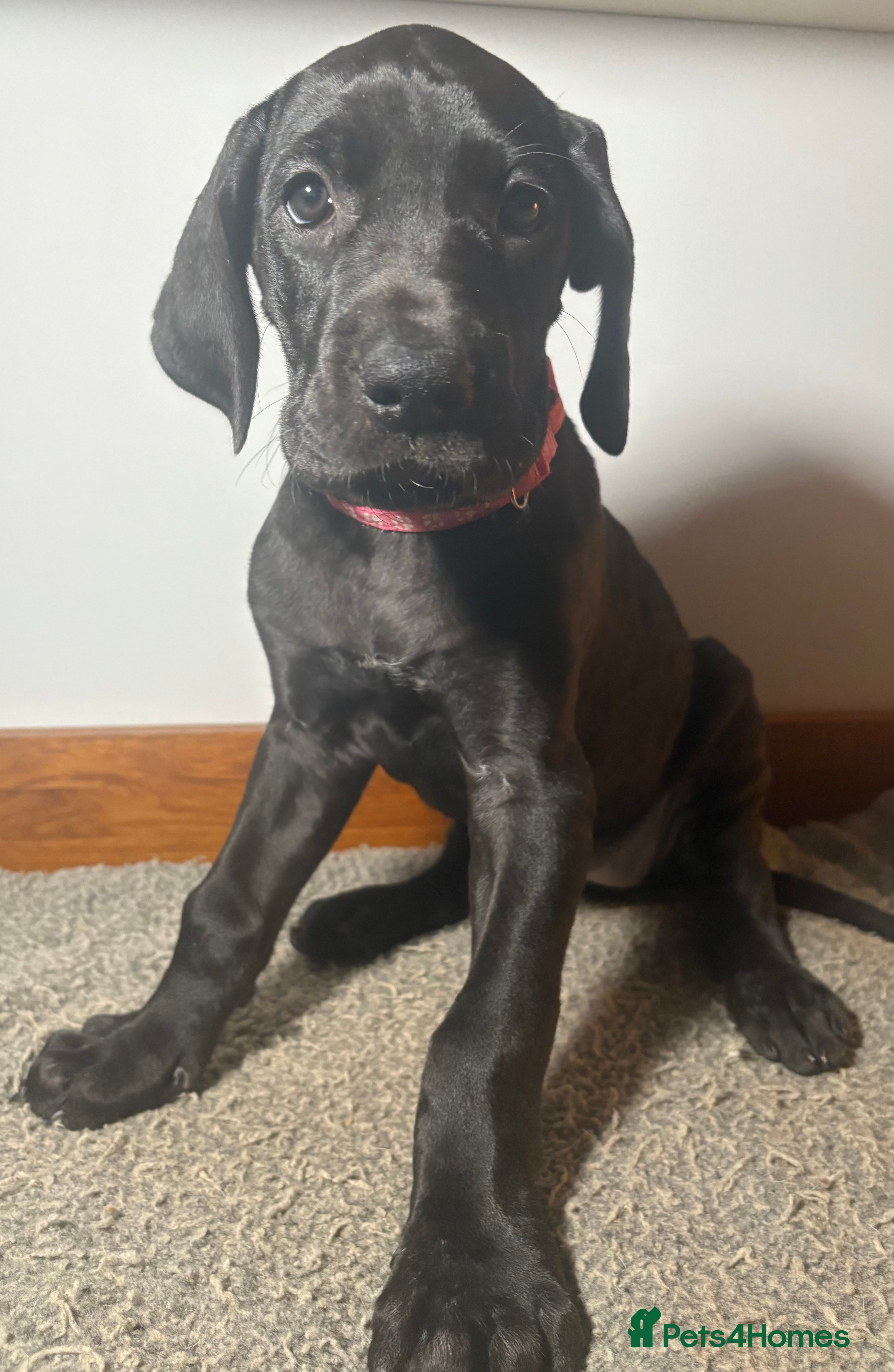 Great Dane dogs 🩷🩷female last of litter🩷🩷 Great Dane - Advert 2