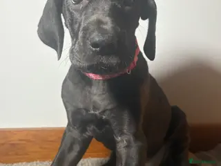 Great Dane dogs 🩷🩷female last of litter🩷🩷 Great Dane - Advert 2