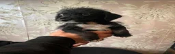 Jackapoo dogs for sale: 🏆Beautiful Jackapoo puppies🏆 1 BOY AND GIRL LEFT - Advert 12