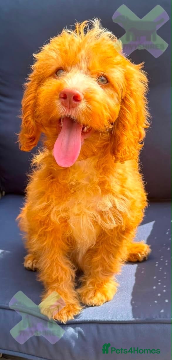 Cockapoo dogs F1 Apricot 🩵mini cockapoo 30 dna clear  - Advert 2