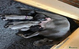 Staffordshire Bull Terrier dogs for sale: High Quality Blue & Black Staffy Puppies - Image 3