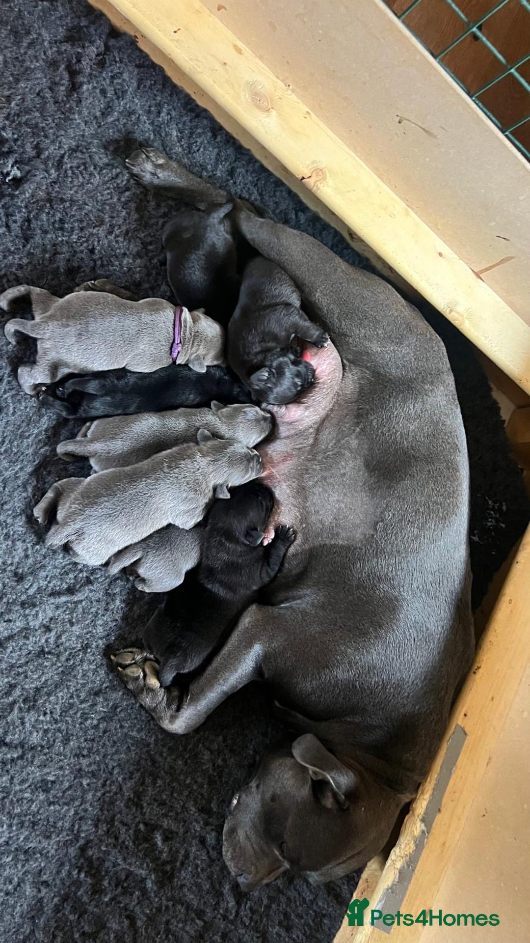 Staffordshire Bull Terrier dogs for sale: High Quality Blue & Black Staffy Puppies - Image 3