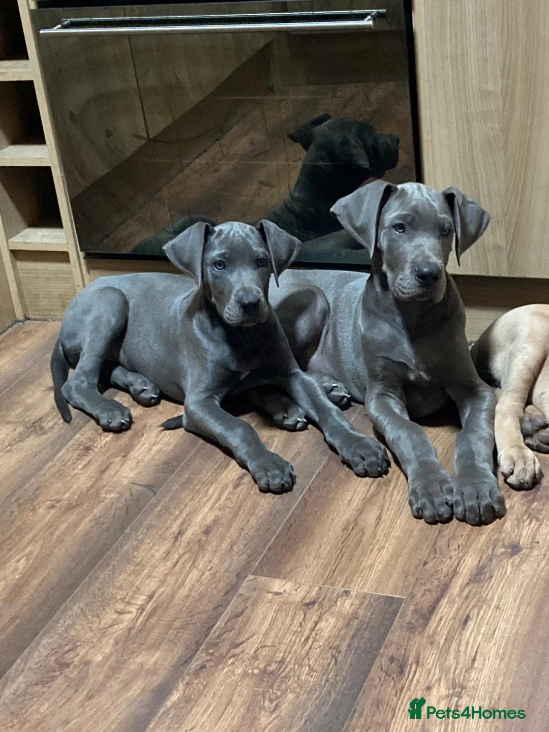 Great Dane dogs for sale: Great Dane puppies - Advert 1