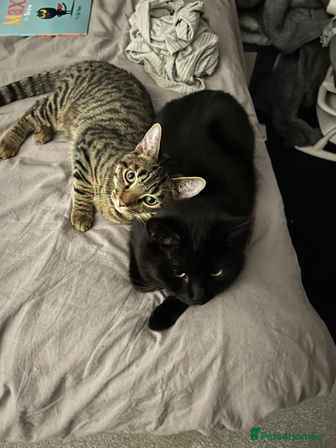 Mixed Breed cats for sale: 1 year old cat  - Advert 8