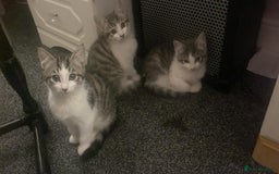 Bengal cats for sale: Three Beautiful Bengal Cross Kittens (boys)  - Image 5