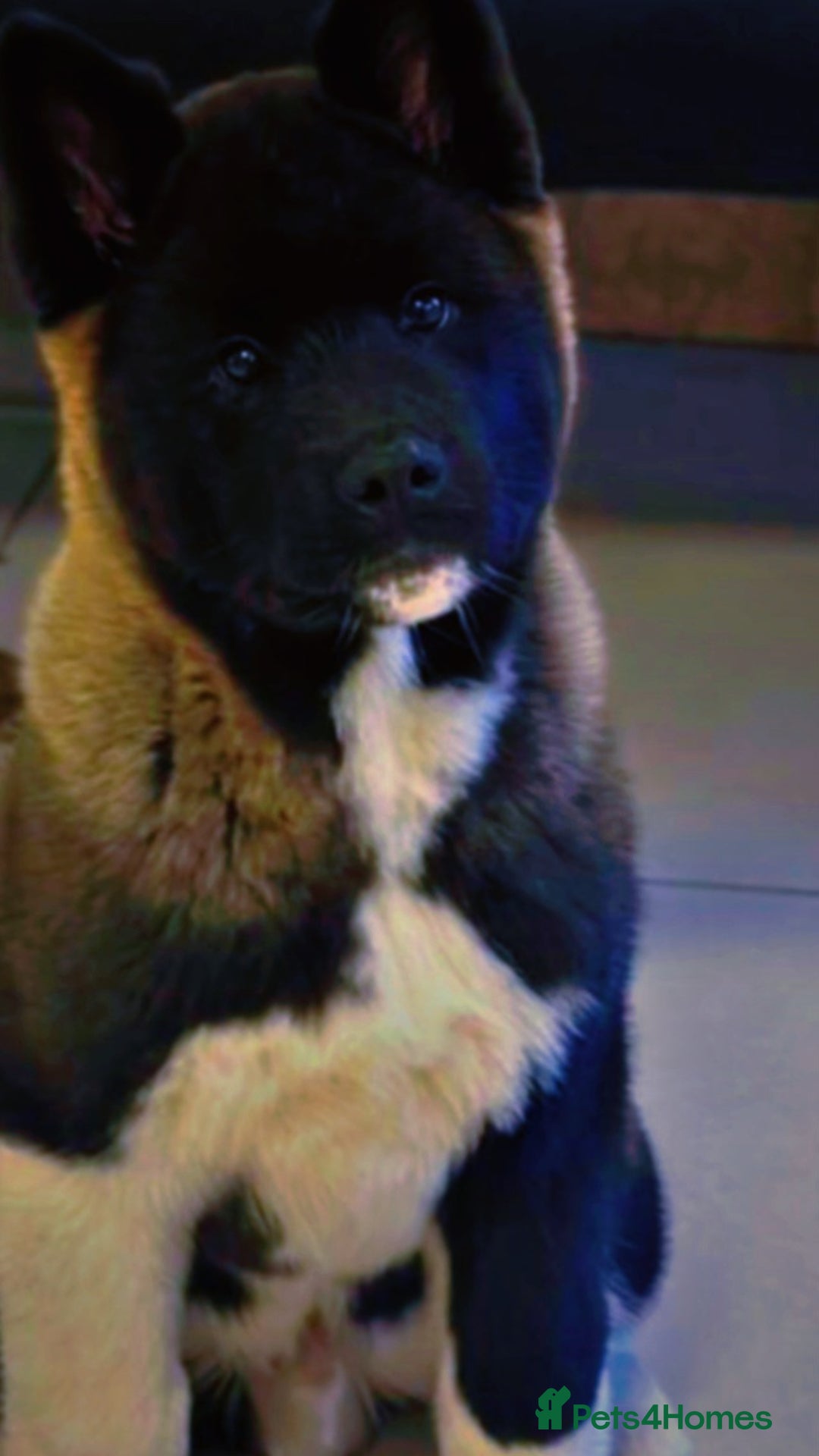 Akita dogs for stud: Koda whitmore  - Advert 2