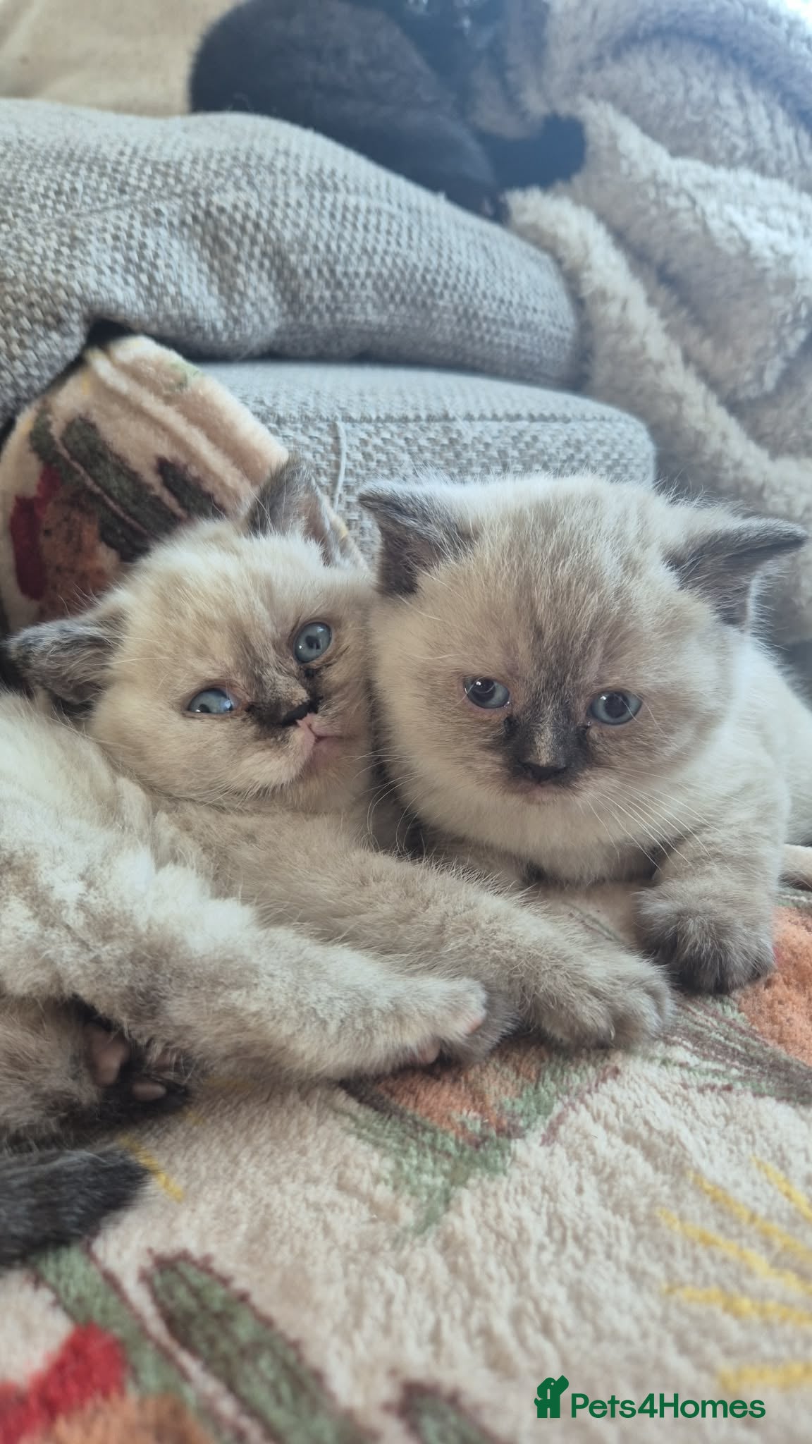 British Shorthair cats Beautiful BSH pure bred  - Advert 16