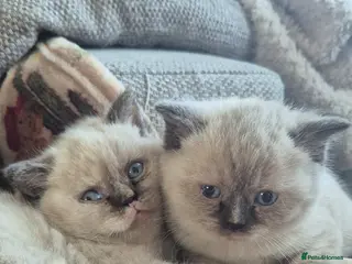 British Shorthair cats Beautiful BSH pure bred - Advert 16