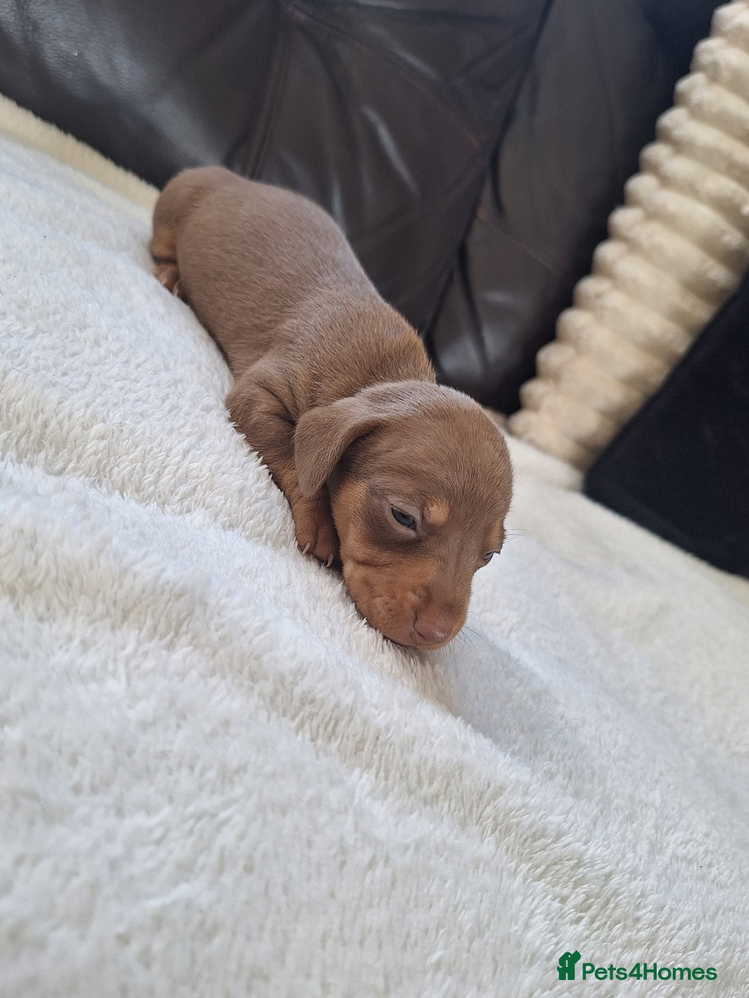 Miniature Dachshund dogs for sale: 4 beautiful mini dash's for sale - Image 2