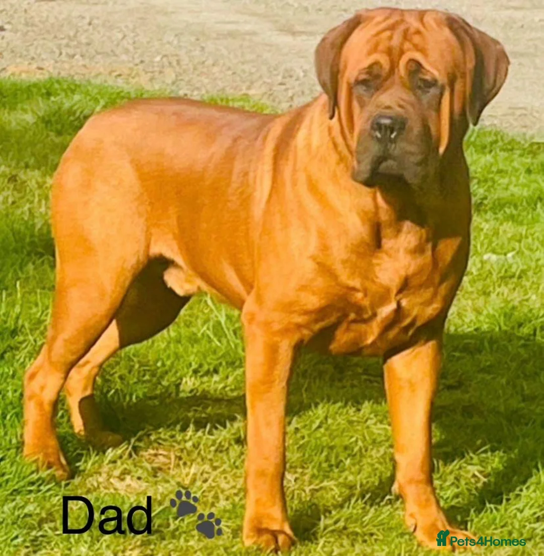 Rottweiler dogs for sale: Rottweilerx - Advert 7