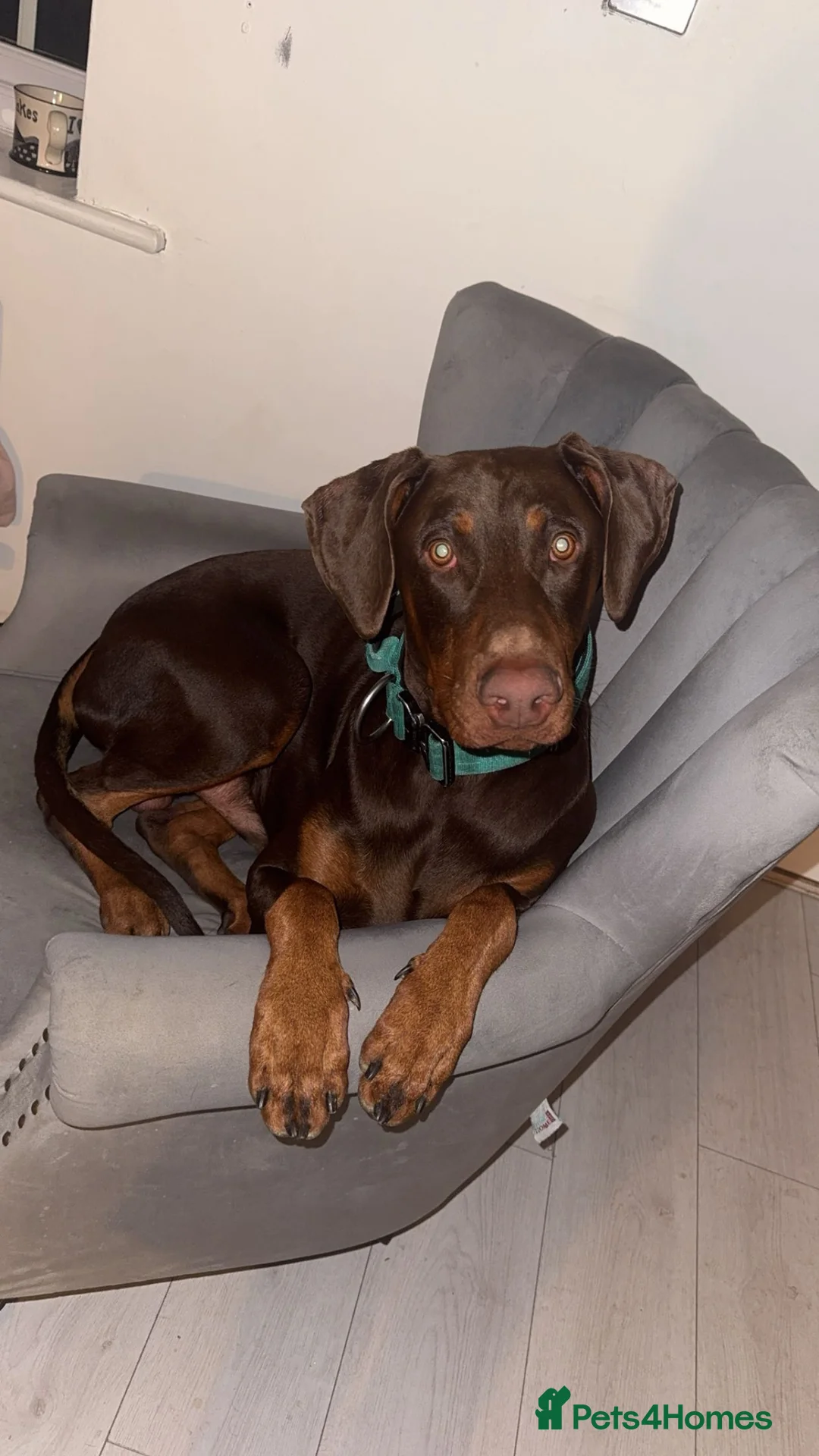 Dobermann dogs for stud: Doberman proven stud  - Advert 2