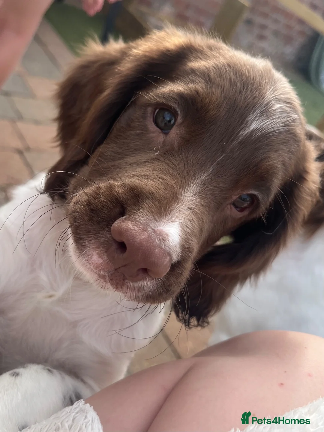 English Springer Spaniel dogs for sale: 1 BOY LEFT READY NOW - KC Springer Spaniel Pups - Advert 1