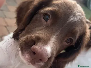 English Springer Spaniel dogs 1 BOY LEFT READY NOW - KC Springer Spaniel Pups - Advert 5