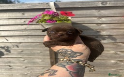 Chihuahua dogs for sale: Beautiful chocolate Chihuahua puppies  - Image 5