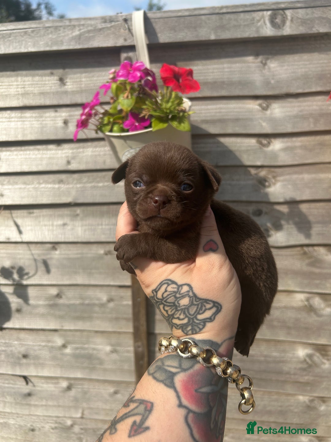 Chihuahua dogs for sale: Beautiful chocolate Chihuahua puppies  - Image 5