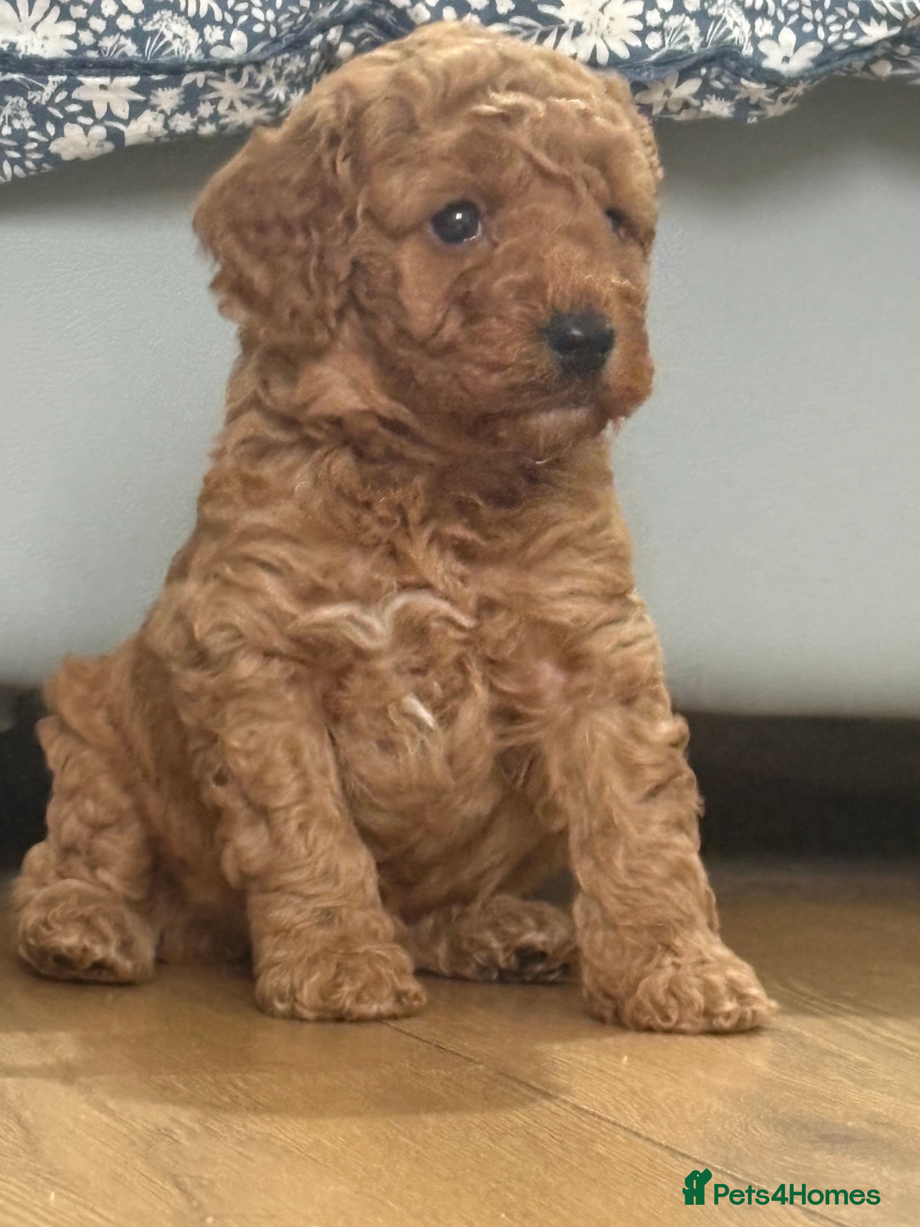 Cockapoo dogs Beautiful cockapoo  - Advert 3