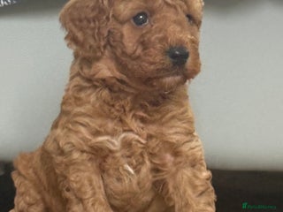 Cockapoo dogs Beautiful cockapoo - Advert 1