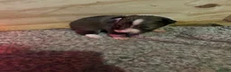 Border Collie dogs for sale: Beautiful border collie puppies - Advert 18