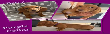 Miniature Dachshund 5