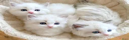 Ragdoll cats for sale: READY NOW ***** INDOOR PEDIGREE RAGDOLL KITTENS - Advert 22