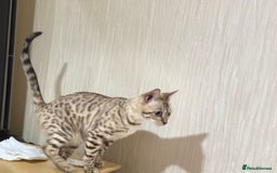 Bengal cats for sale: Snow bengal female  - Image 3