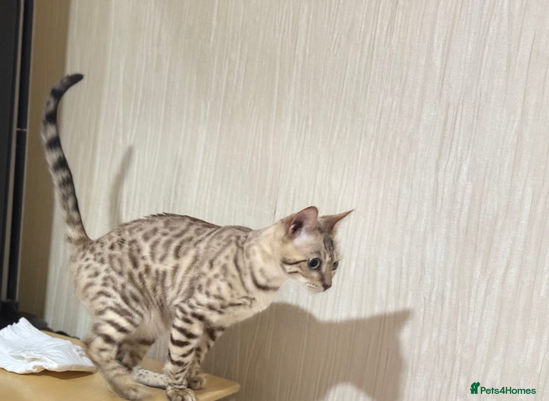 Bengal cats for sale: Snow bengal female  - Image 3