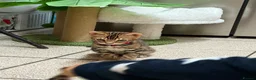 Bengal cats for sale: ❤️⭐️ Exceptional Bengal Male ⭐️❤️ - Advert 16