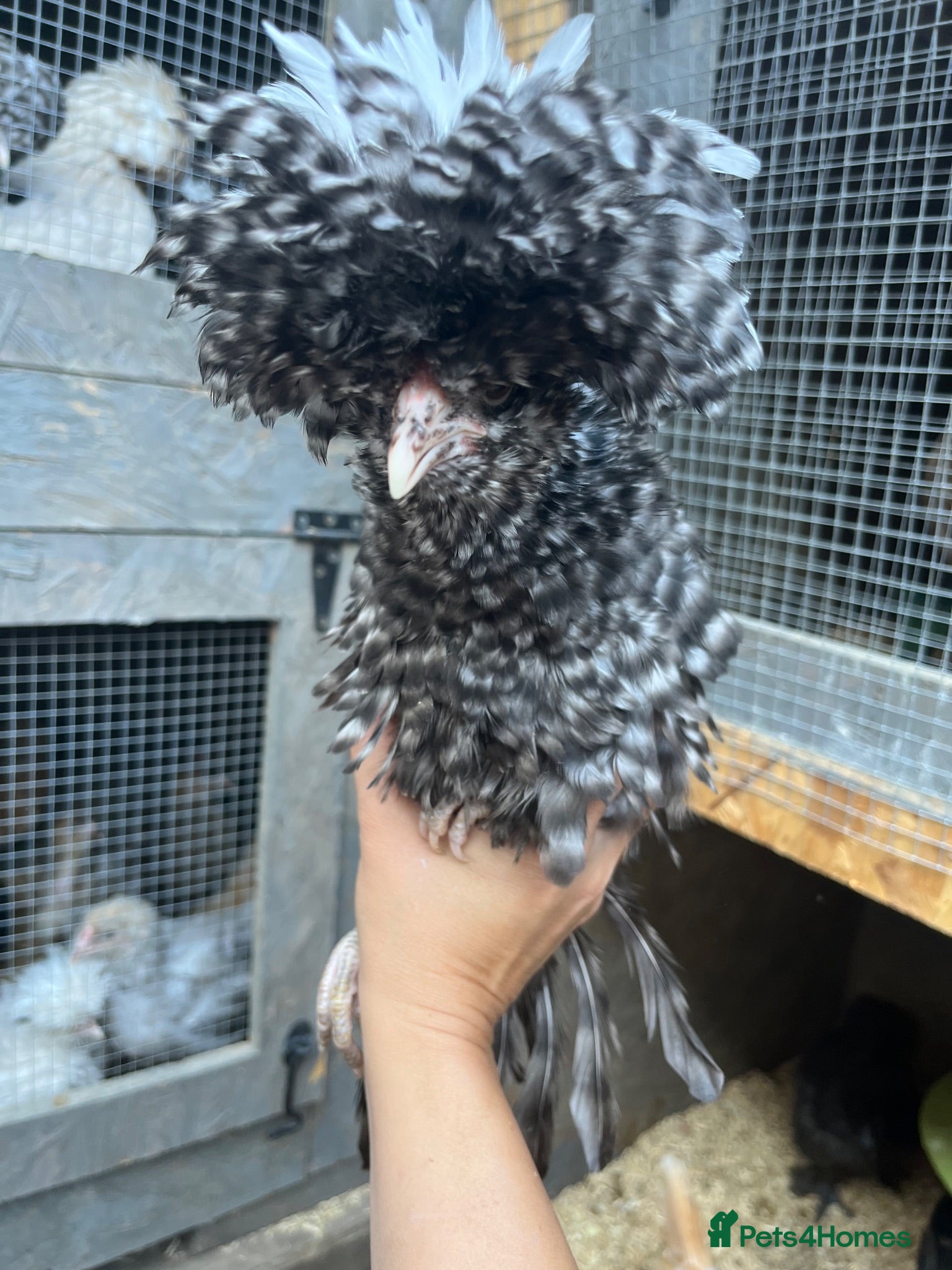 Chickens poultry Polish Pullets, and cross pullets - Advert 1