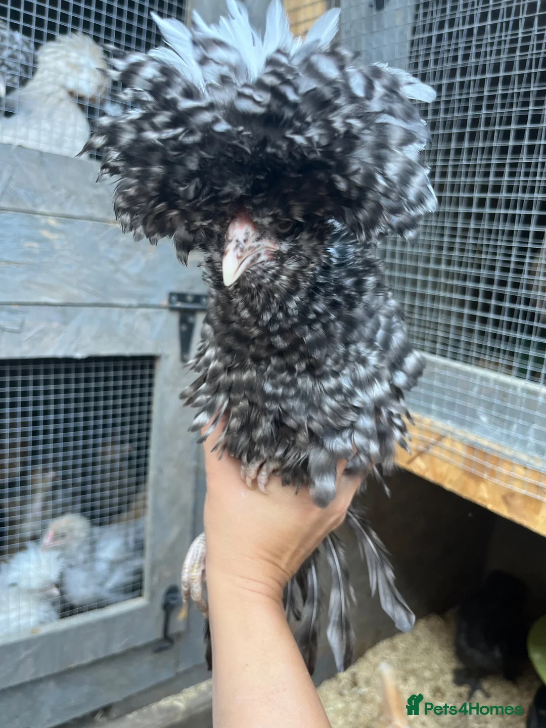 Chickens poultry for sale: Polish Pullets, and cross pullets - Advert 1