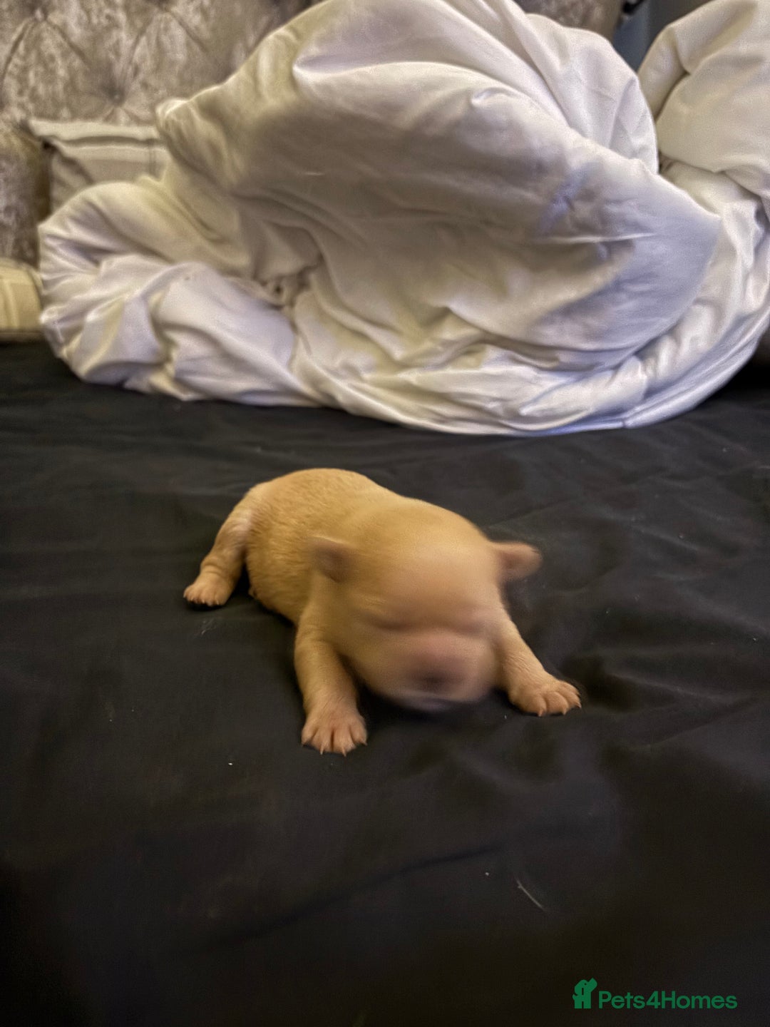 Mixed Breed dogs for sale: Floodles - Advert 12