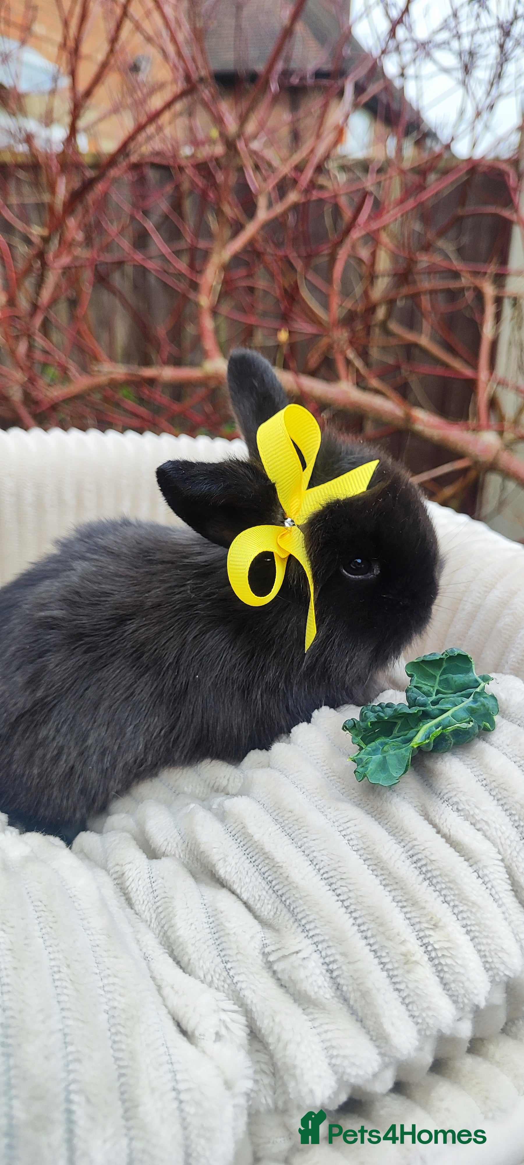 Mini Lop rabbits Beautiful mini lops  - Advert 5