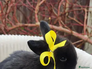 Mini Lop rabbits Beautiful mini lops - Advert 5