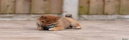 Japanese Shiba Inu dogs for sale: Rare Red Sesame Shiba Inu – Elite Bloodlines - Advert 14