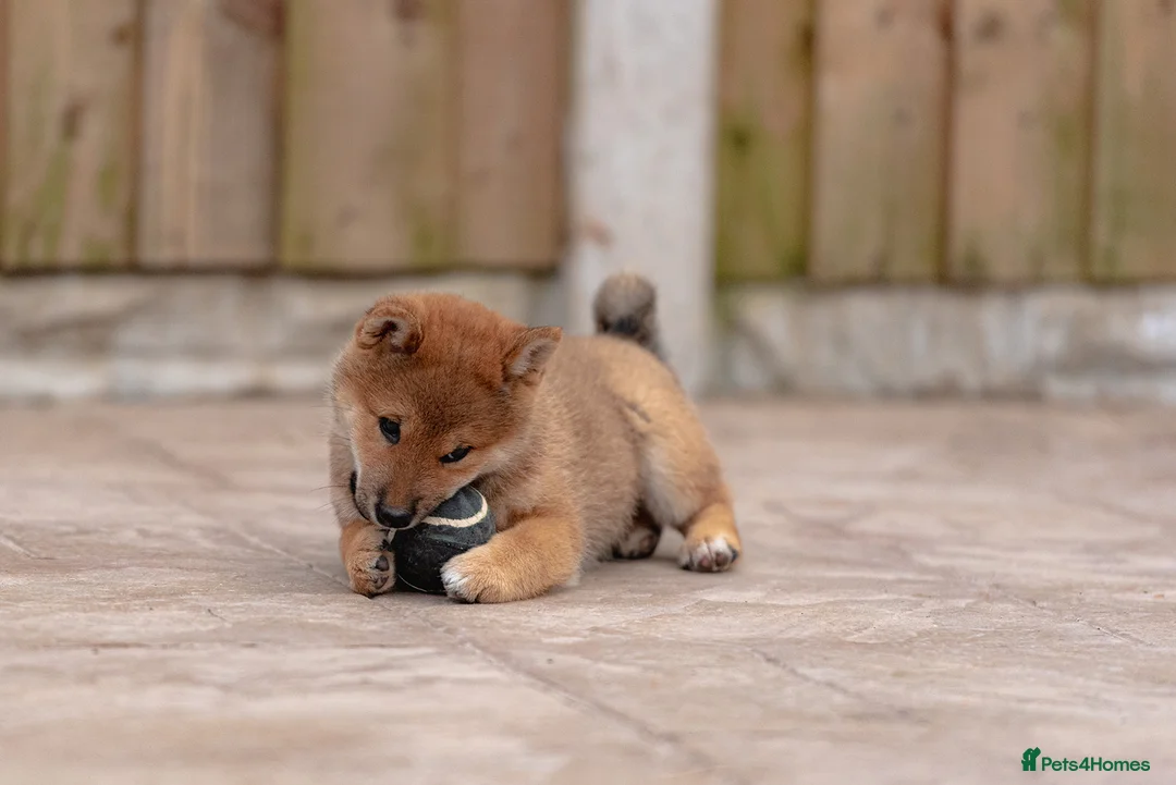 Japanese Shiba Inu dogs for sale: Rare Red Sesame Shiba Inu – Elite Bloodlines - Advert 14