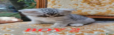 British Shorthair 2