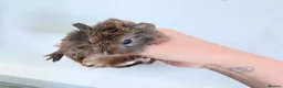 Mixed Breed rodents for sale: Male baby guinea pigs available  - Advert 7